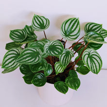 Load image into Gallery viewer, Watermelon Peperomia - Ultimate Indoor Plant Collector
