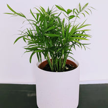 Load image into Gallery viewer, Parlour Palm - Chamaedorea Elegans in White, Cream or Pink Pot
