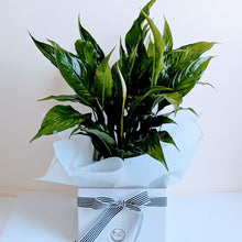 Load image into Gallery viewer, Spathiphyllum - Lush Peace Lily Best Selling Indoor Plant
