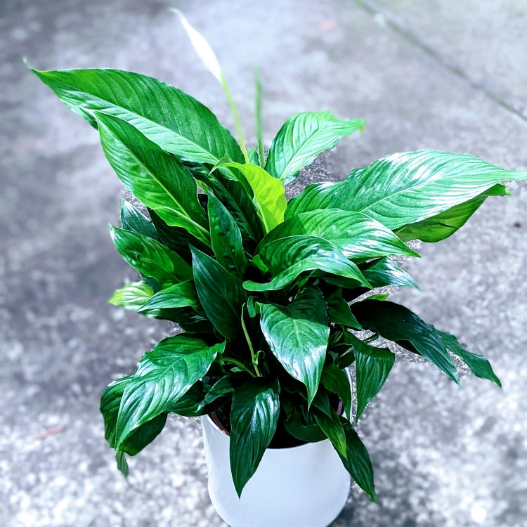 Spathiphyllum - Lush Peace Lily Best Selling Indoor Plant