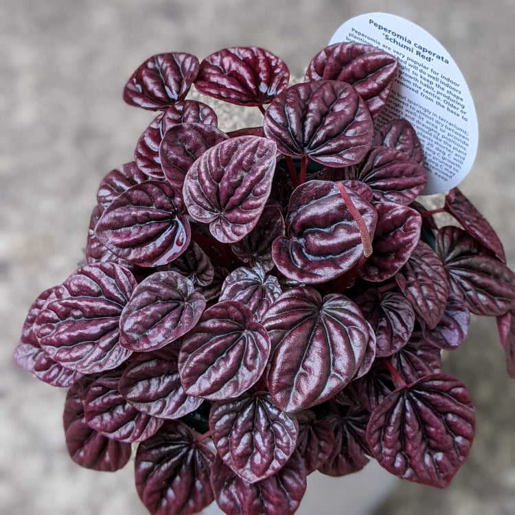 Peperomia Caperata Schumi Red - Lush & Healthy Indoor Plant in White Ceramic Pot