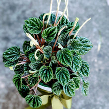 Load image into Gallery viewer, Peperomia Incan Hybrid in White Ceramic Pot
