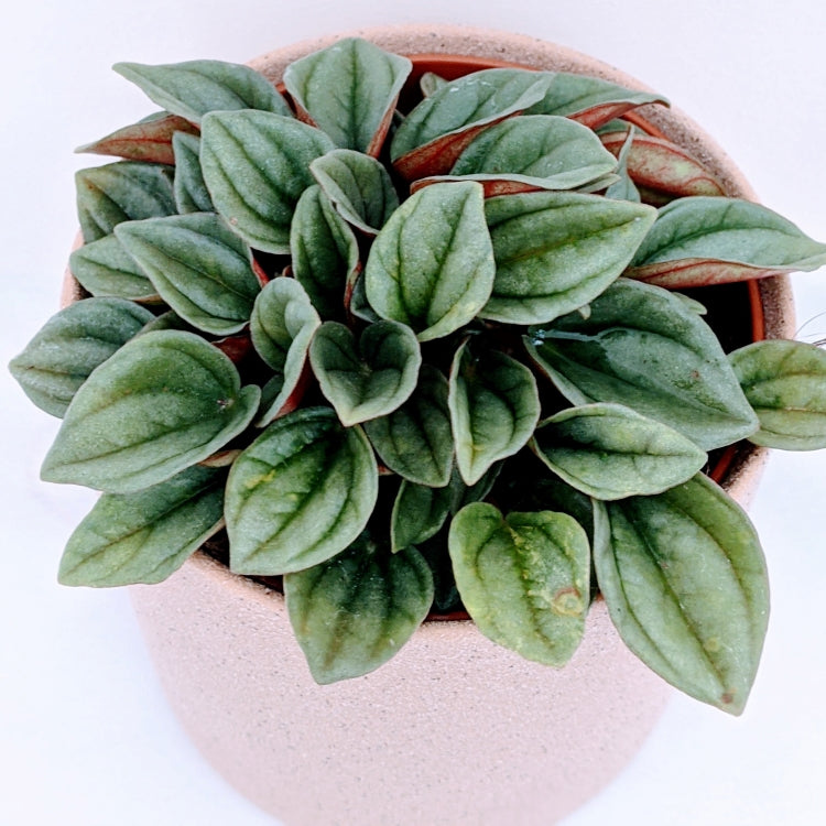Peperomia Napoli Nights in White or Pink Pot