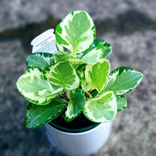 Load image into Gallery viewer, Variegated Peperomia Obtusifolia in White Pot
