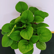 Load image into Gallery viewer, Peperomia Rana Verde in White, Cream or Pink Pot
