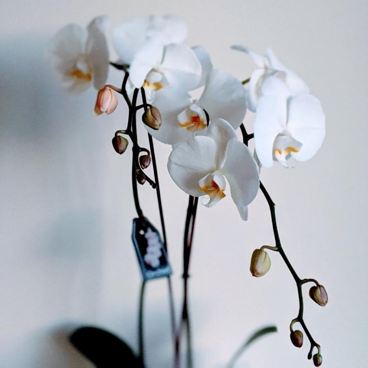 Julia - Phalaenopsis Orchid Double Stems - Ollie's Blooms & Plants