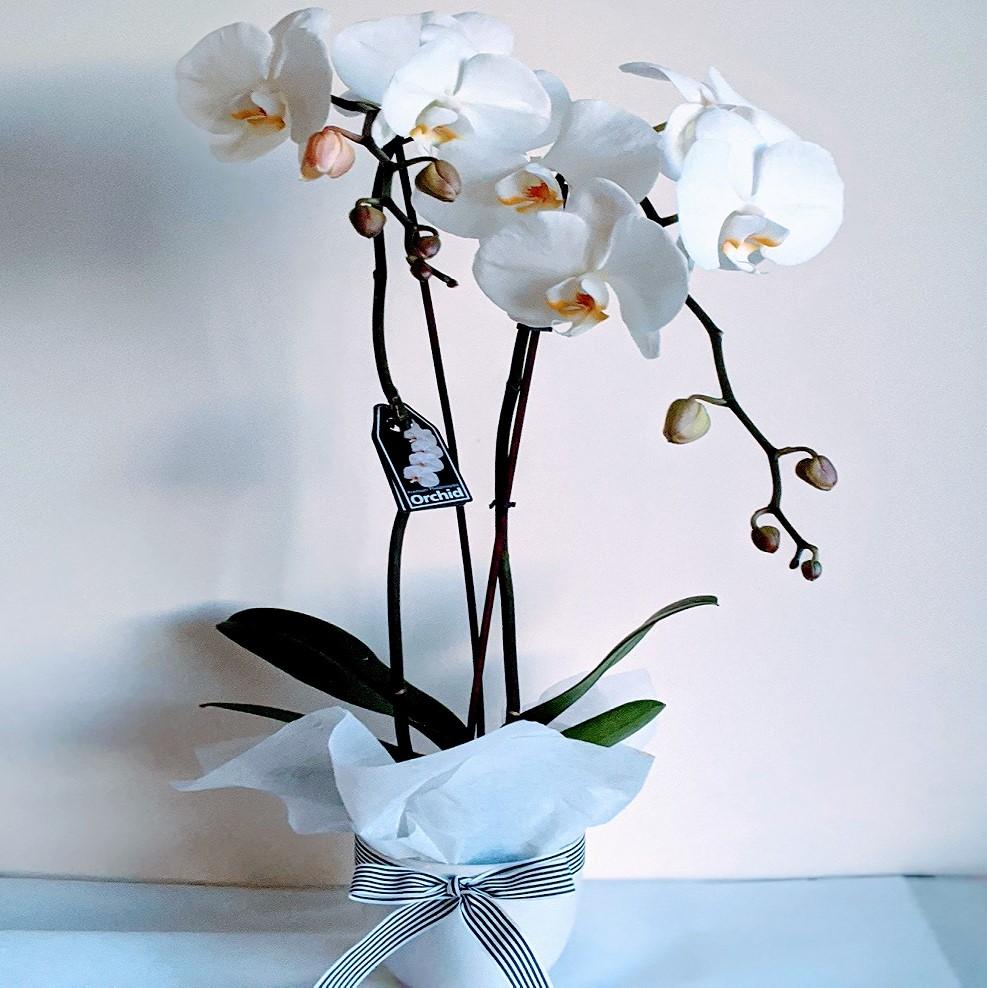 Julia - Phalaenopsis Orchid Double Stems - Ollie's Blooms & Plants