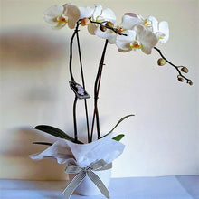 Load image into Gallery viewer, Julia - Phalaenopsis Orchid Double Stems - Ollie&#39;s Blooms &amp; Plants
