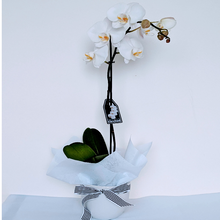 Load image into Gallery viewer, Julia - Tall White Phalaenopsis Orchid
