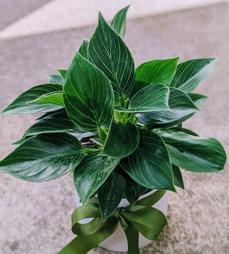 Philodendron Birkin - Lush Healthy & Happy Indoor Plant in White Ceramic Pot