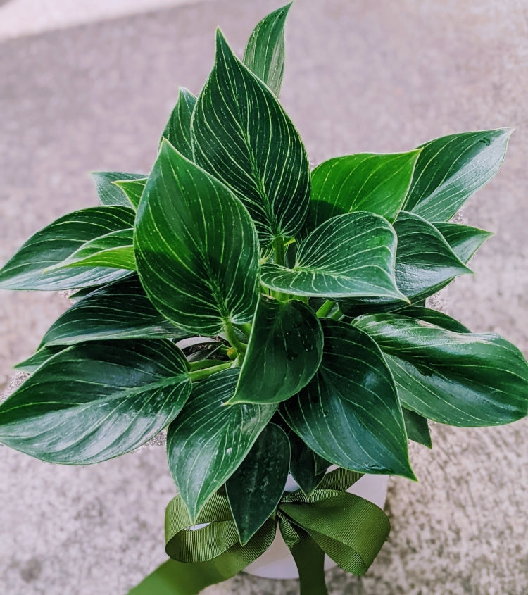 Philodendron Birkin - Lush Healthy & Happy Indoor Plant in White Ceramic Pot