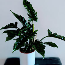 Load image into Gallery viewer, Philodendron Narrow -  Large &amp; Lush Indoor Houseplant

