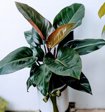 Load image into Gallery viewer, Philodendron Rojo Congo Burgundy -  Large &amp; Lush
