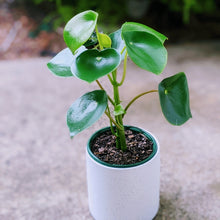 Load image into Gallery viewer, Pilea Polybotrya  - Raindrop Chinese Money Plant
