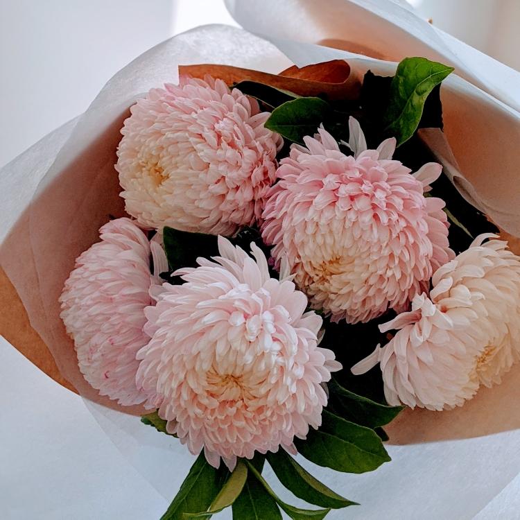 Maree - Big Mum Disbud - Ollie's Blooms & Plants