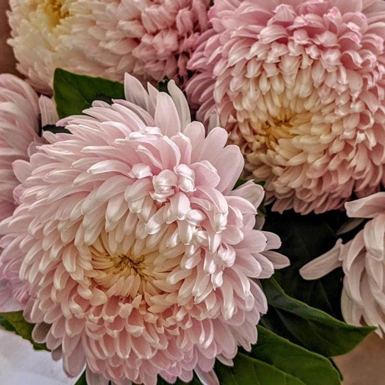 Maree - Big Mum Disbud - Ollie's Blooms & Plants