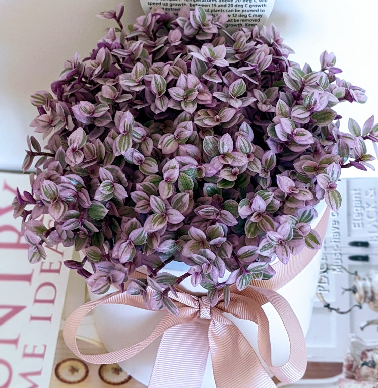 Pink Lady (Callisia Repens) Succulent in White Ceramic Pot