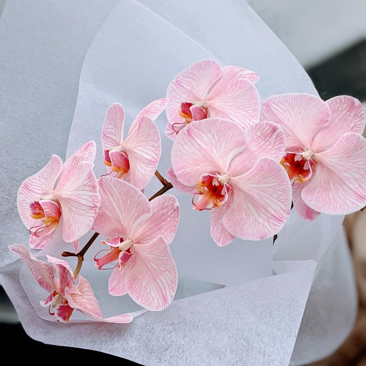 Elegant Pink Phalaenopsis Orchid Stem - Gift Wrap