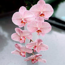 Load image into Gallery viewer, Elegant Pink Phalaenopsis Orchid Stem - Gift Wrap
