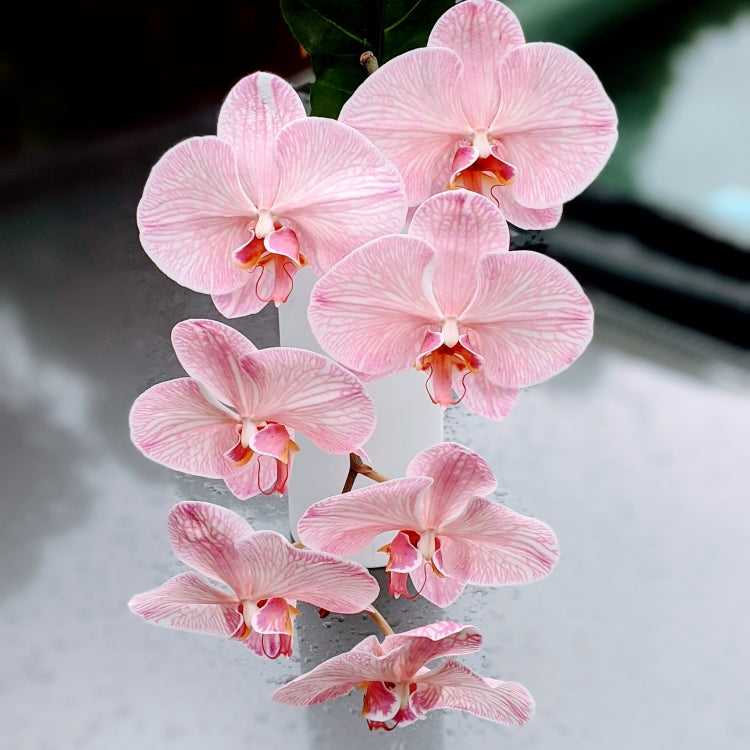 Elegant Pink Phalaenopsis Orchid Stem - Gift Wrap