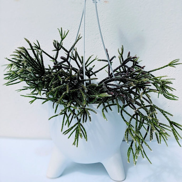 Rhipsalis Pilocarpa -  Mistletoe Cactus Plant - Ollie's Blooms & Plants