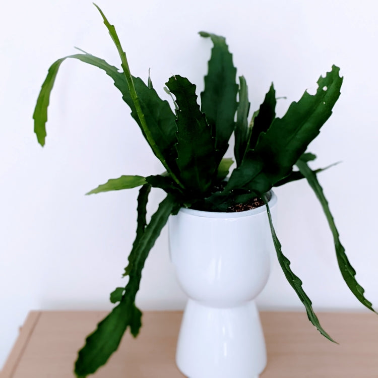 Rhipsalis Nelsonii -  Mistletoe Cactus Plant