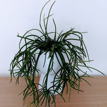 Load image into Gallery viewer, Rhipsalis Baccifera Mauritiana -  Mistletoe Cactus Plant

