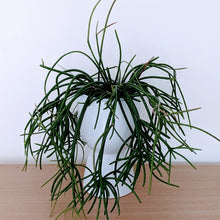 Load image into Gallery viewer, Rhipsalis Red Coral-  Mistletoe Cactus Plant

