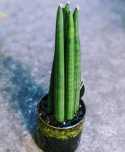Load image into Gallery viewer, Sansevieria Cylindrica - Unique &quot;Spear&quot; Snake Plant in ceramic pot

