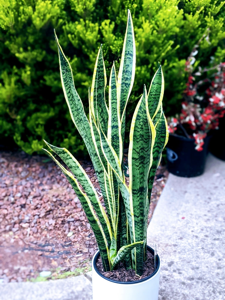 Sansevieria Laurentii - Extra Tall & Large Snake Plant 1-1.2m in 20cm Pot