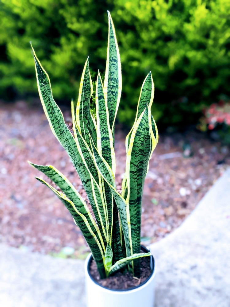 Sansevieria Laurentii