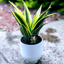 Load image into Gallery viewer, Sansevieria Golden Flame - Variegated Gold Snake Plant
