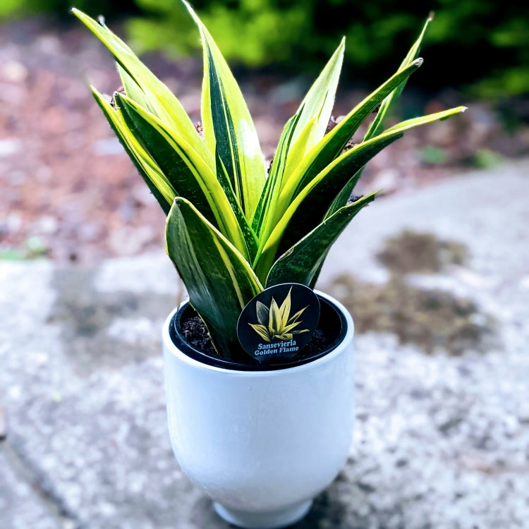 gold flame sansevieria variegated snake plant Sansevieria Golden Flame