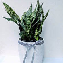 Load image into Gallery viewer, Carina -  Snake &quot;Sansevieria&quot; Variegated Green - Ollie&#39;s Blooms &amp; Plants
