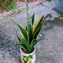 Load image into Gallery viewer, Sansevieria Trifasciata - Snake Plant in White Ceramic Pot

