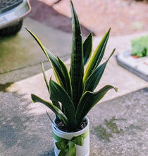 Load image into Gallery viewer, Sansevieria Trifasciata - Snake Plant in White Ceramic Pot
