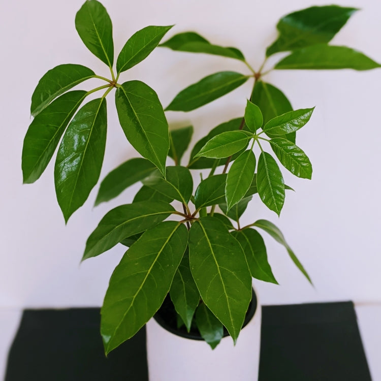 Schefflera Amate - Tall Umbrella Tree Indoor Plant