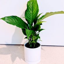Load image into Gallery viewer, Spathiphyllum - Lush Peace Lily Best Selling Indoor Plant
