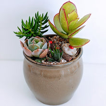 Load image into Gallery viewer, Cyril - Succulents Pot Plant
