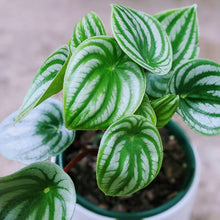 Load image into Gallery viewer, Watermelon Peperomia - Ultimate Indoor Plant Collector
