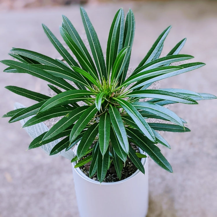 Pachypodium - Madagascar Palm Succulent