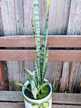 Load image into Gallery viewer, Sansevieria trifasciata &#39;Silver Princess&#39; - Collector Favourite
